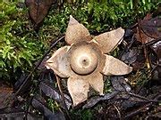 尖頂地星|Geastrum triplex(尖頂地星)